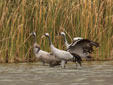 Grus grus