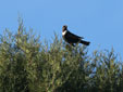 Turdus torquatus