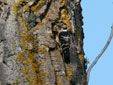 Dendrocopos minor