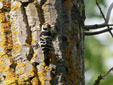 Dendrocopos minor