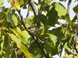 Phylloscopus inornatus