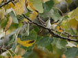 Phylloscopus inornatus