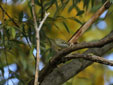 Phylloscopus inornatus