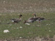 Anser brachyrhynchus
