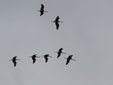Grus grus