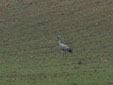 Grus grus