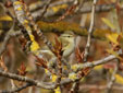 Phylloscopus inornatus