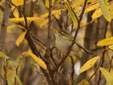 Phylloscopus inornatus