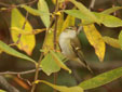 Phylloscopus inornatus