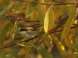 Phylloscopus inornatus