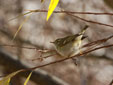 Phylloscopus inornatus