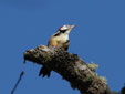 Dendrocopos medius
