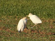 Nycticorax nycticorax
