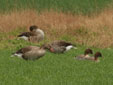 Anser brachyrhynchus