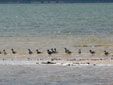 Charadrius squatarola