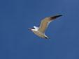 Hydroprogne caspia