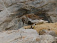 Calidris alpina