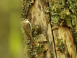 Certhia familiaris