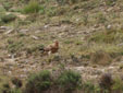 Aquila adalberti
