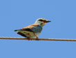 Coracias garrulus