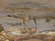 Calidris totanus