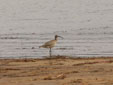 Numenius phaeopus