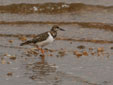 Arenaria interpres