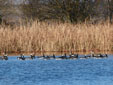Branta leucopsis