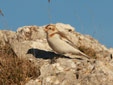 Plectrophenax nivalis