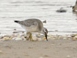 Calidris canutus