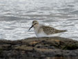 Calidris ferruginea