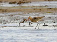 Limosa limosa