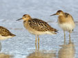 Calidris pugnax