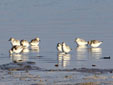 Calidris alba