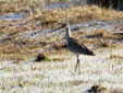 Limosa limosa