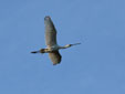 Platalea leucorodia