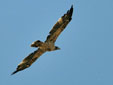 Aquila adalberti