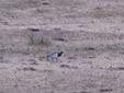 Branta leucopsis