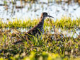 Calidris pugnax