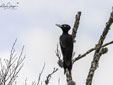 Dryocopus martius