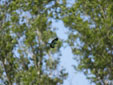 Coracias garrulus