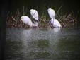 Egretta garzetta