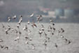 Calidris ssp