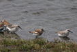 Calidris alba, calidris alpina