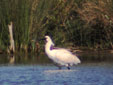 Platalea leucorodia