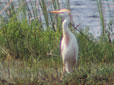 Bubulcus ibis