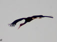 Ciconia nigra
