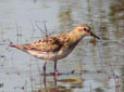 Calidris minuta