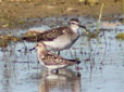 Calidris minuta / Tringa glareola