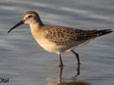 Calidris ferruginea